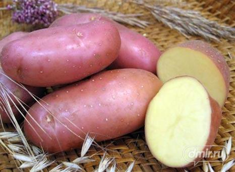воронежский картофель