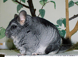 шиншилла