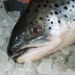 морепродукты — рыба